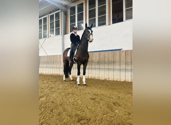 Bayerisches Warmblut, Wallach, 6 Jahre, 170 cm, Brauner