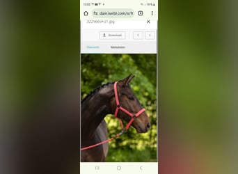 Bayerisches Warmblut, Wallach, 6 Jahre, 170 cm, Schwarzbrauner