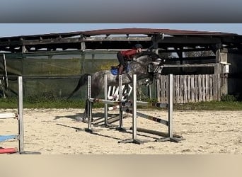 Bayerisches Warmblut, Wallach, 6 Jahre, 175 cm, Schimmel