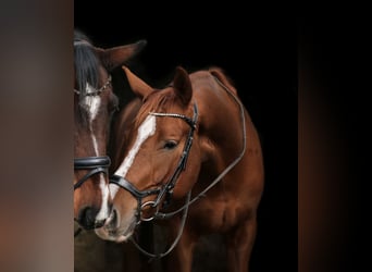 Bayerisches Warmblut, Wallach, 6 Jahre, 177 cm, Dunkelfuchs