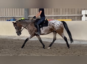 Bayerisches Warmblut, Wallach, 7 Jahre, 162 cm, Roan-Blue