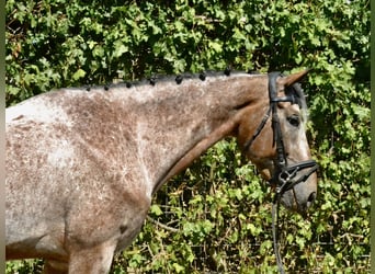 Bayerisches Warmblut, Wallach, 7 Jahre, 162 cm, Roan-Blue