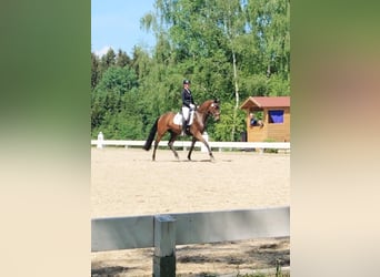 Bayerisches Warmblut, Wallach, 7 Jahre, 165 cm, Brauner