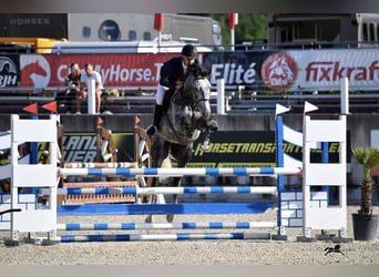 Bayerisches Warmblut, Wallach, 7 Jahre, 167 cm, Schimmel