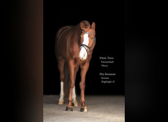 Bayerisches Warmblut, Wallach, 7 Jahre, 168 cm