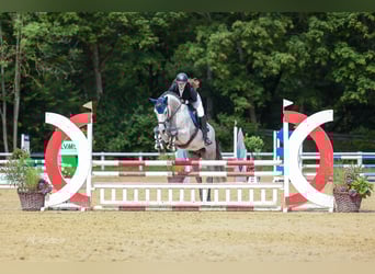 Bayerisches Warmblut, Wallach, 7 Jahre, 170 cm
