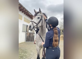 Bayerisches Warmblut, Wallach, 7 Jahre, 170 cm