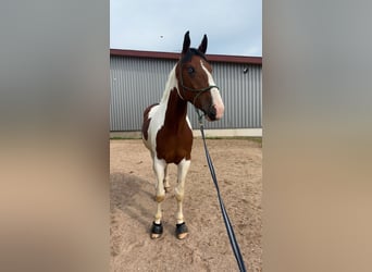 Bayerisches Warmblut Mix, Wallach, 7 Jahre, 178 cm, Schecke