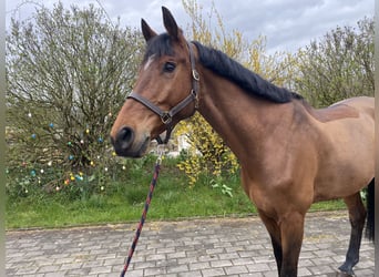 Bayerisches Warmblut, Wallach, 8 Jahre, 175 cm, Brauner