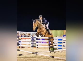 Bayerisches Warmblut, Wallach, 8 Jahre, 175 cm, Dunkelbrauner