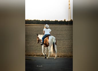 Bayerisches Warmblut, Wallach, 8 Jahre, 176 cm