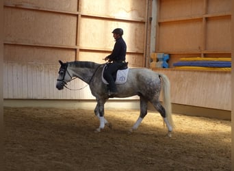 Bayerisches Warmblut, Wallach, 8 Jahre, 176 cm, Schimmel