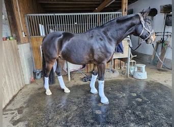 Bayerisches Warmblut, Wallach, 9 Jahre, 163 cm, Brauner