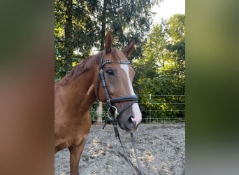 Bayerisches Warmblut, Wallach, 9 Jahre, 164 cm, Fuchs
