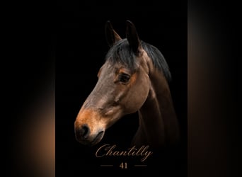 Bayerisches Warmblut, Wallach, 9 Jahre, 168 cm, Brauner