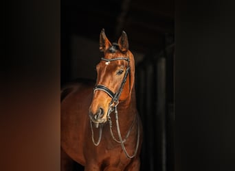 Bayerisches Warmblut, Wallach, 9 Jahre, 174 cm, Brauner