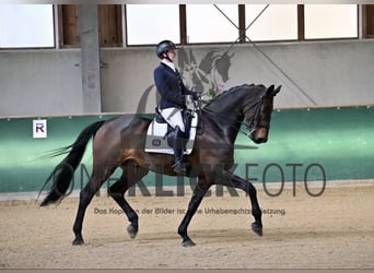Bayerisches Warmblut, Wallach, 9 Jahre, 176 cm, Brauner