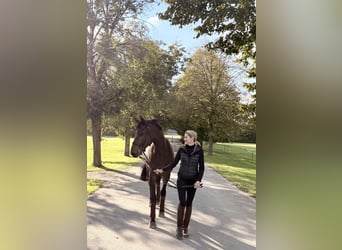 Bayerisches Warmblut, Wallach, 9 Jahre, 176 cm, Brauner