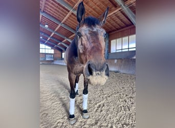 Bayerisches Warmblut, Wallach, 9 Jahre, 176 cm, Brauner