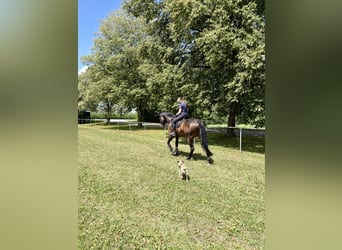 Bayerisches Warmblut, Wallach, 9 Jahre, 176 cm, Brauner