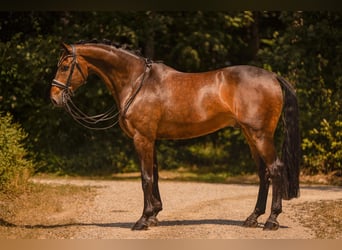 Bayerisches Warmblut, Wallach, 9 Jahre, 176 cm, Brauner