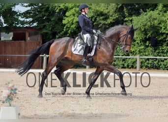 Bayerisches Warmblut, Wallach, 9 Jahre, 176 cm, Brauner