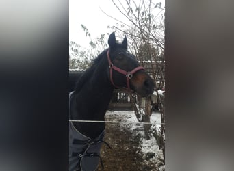 Bayerskt varmblod, Hingst, 18 år, 169 cm, Mörkbrun