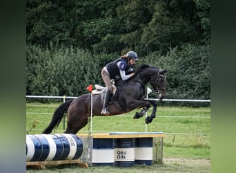 Bayerskt varmblod, Sto, 13 år, 170 cm, Mörkbrun