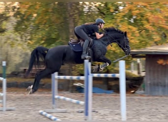 Bayerisches Warmblut, Stute, 15 Jahre, 166 cm, Rappe