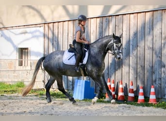 Bayerskt varmblod, Sto, 5 år, 165 cm, Kan vara vit