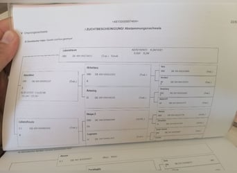 Bayerskt varmblod, Sto, 5 år, 165 cm, Kan vara vit
