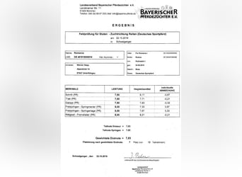 Bayerskt varmblod, Sto, 8 år, 162 cm, Mörkbrun