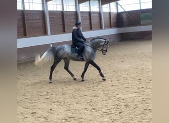 Bayerskt varmblod, Valack, 6 år, 174 cm, Gråskimmel