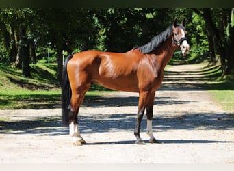 Bayerisches Warmblut, Wallach, 8 Jahre, 168 cm, Brauner