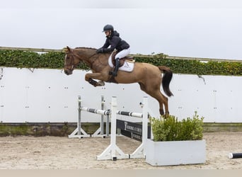 KWPN, Wallach, 4 Jahre, 170 cm, Fuchs, in Waddinxveen