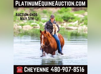 American Quarter Horse, Gelding, 12 years, 14.3 hh, Sorrel, in Stephenville TX,