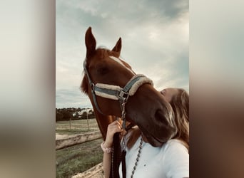 Suche Reitbeteiligung / Reiter sucht Pferd