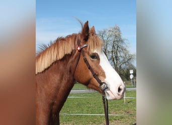 Freiberger, Stute, 6 Jahre, 159 cm, Fuchs, in Schönholzerswilen