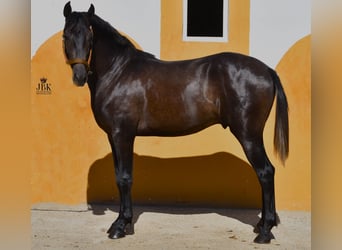 Hispano Arabian Mix, Stallion, 3 years, 15.1 hh, Gray, in Tabernas Almeria,