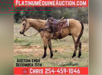 American Quarter Horse, Wallach, 15 Jahre, 152 cm, Buckskin, in Stephenville TX