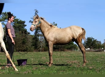 Demi-sang arabe, Étalon, Poulain (02/2025), 150 cm, Champagne, in Goven