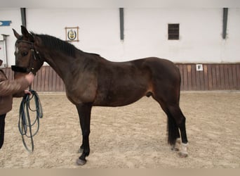 BWP (cheval de sang belge), Hongre, 6 Ans, 165 cm, Bai, in Geeste,