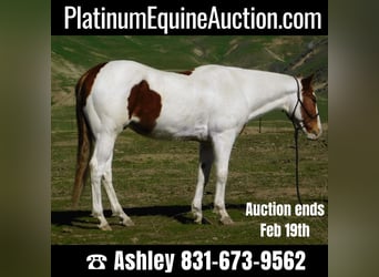 Paint Horse, Gelding, 9 years, 15.1 hh, Tobiano-all-colors, in Gielding,