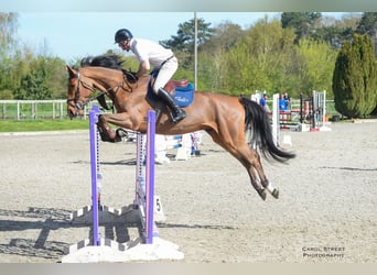 Zangersheider, Gelding, 6 years, Bay, in Bury St Edmunds