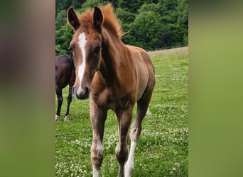 Westphalian, Stallion, Foal (02/2025), 17 hh, Chestnut-Red, in G&#xF6;ttingen