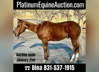 Quarter horse américain, Hongre, 5 Ans, 147 cm, Palomino, in Paicines CA,