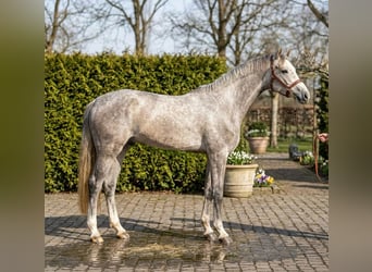 Zangersheide, Wałach, 5 lat, 172 cm, Siwa, in Mór