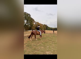 teenager sucht komplett freizeitlich me reitbeteiligung