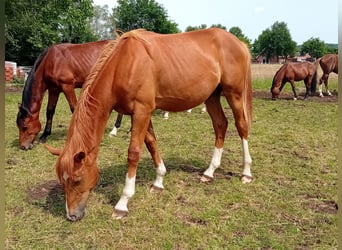 Hengst 1 Jahr