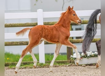 German Riding Pony, Mare, Foal (03/2024), Chestnut-Red, in Stolberg,
